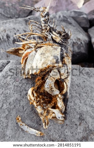 Vertical Portrait of a Decomposed Fish Skull on Rocky Shore, Vertical composition featuring a decomposed fish skull and skeletal remains resting on rocks, highlighting intricate bone textures and the natural process of decomposition in an outdoor environment.