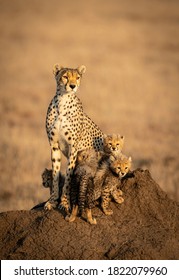 Vertical Portrait Of A Female Cheetah And Her Four Small Baby Cheetahs Sitting On A Big Termite Mound In Serengeti In Tanzania