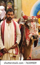 Vertical portrait of a hindu holy priest with his decorated holy cow from Varanasi, India