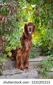 A Vertical Portrait Of An Irish Red Setter Standing On Stairs With Its Tongue Out