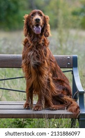 A Vertical Portrait Of An Irish Red Setter Standing On A Wooden Bench With Its Tongue Out