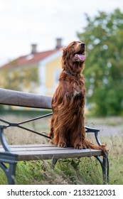 A Vertical Portrait Of An Irish Red Setter Standing On A Wooden Bench With Its Tongue Out