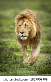 Vertikales Porträt eines männlichen Löwen, der in grünem Gras im Ngorongoro-Krater in Tansania spaziert