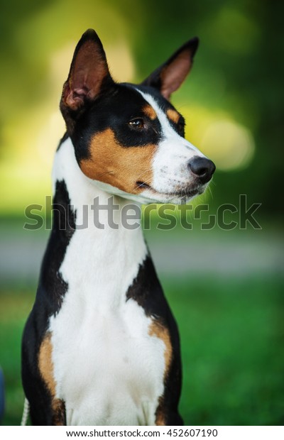 Vertical Portrait One Dog Basenji Breed Stock Photo Edit Now