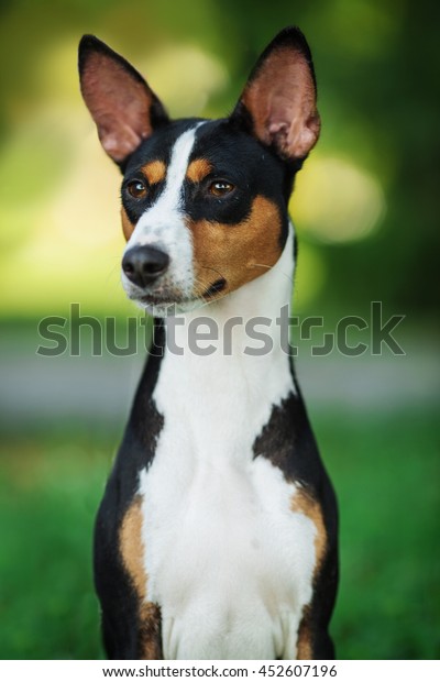 Vertical Portrait One Dog Basenji Breed Stock Photo Edit Now