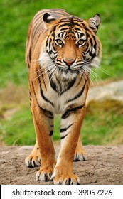 Vertical portrait of a Royal bengal tiger