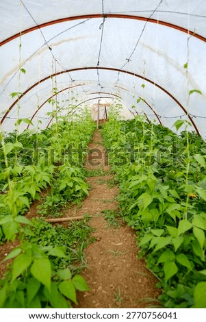 Vertical portrait view down the exact center path of a rural greenhouse where delicate green bean vines are being carefully cultivated using modern vertical farming methods