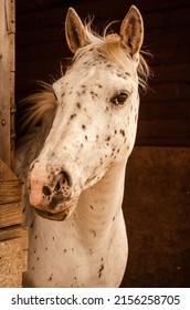 A vertical portrait of a white Appaloosa, an American horse breed with spotted coat pattern