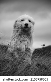 A vertical portrait of a white cute Bobtail dog standing in the grass in grayscale