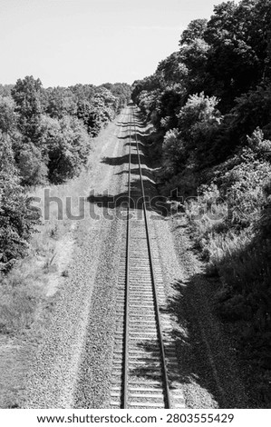 Vertical Railroad Tracks Tree lined rail black and white