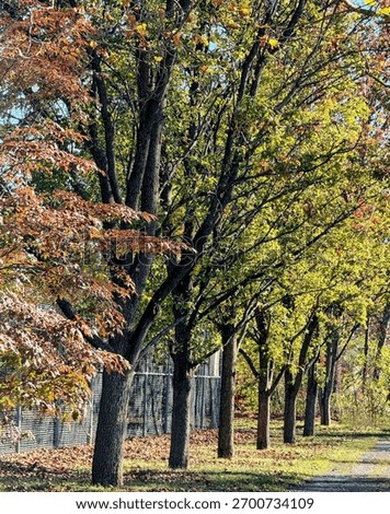 A vertical row of tree trunks and canopies showcasing transitional fall colors, ranging from green to yellow-green and bronze, casting shadows along a chain-link fence and path.