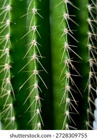 Vertical rows of cactus spines creating a repeating natural pattern with strong texture and depth.