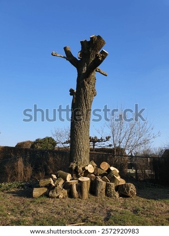 Similar – Image, Stock Photo A sawed off tree stump surrounded by clover