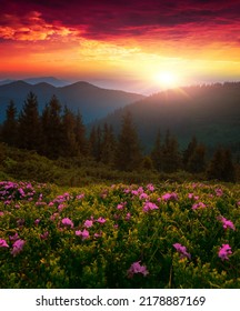 vertical scenic blooming nature summer landscape, scenic mountains morning  view on meadow in mountains summer flowers, scenic summer nature blooming,   Carpathians,  Europe nature mountains - Shutterstock ID 2178887169