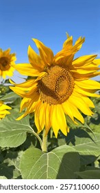 Vertical screen :Sunflower fields radiate warmth across biofarm, enriching local ecosystem. Tall sunflower stalks create dynamic bioFarm habitat, preserving flourishing ecosystem. 