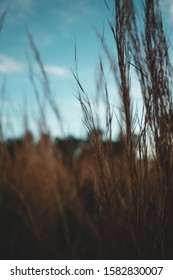 A vertical selective closeup shot of dried grass field