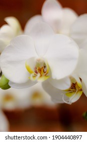A vertical selective focus closeup of the Moth orchids in the garden