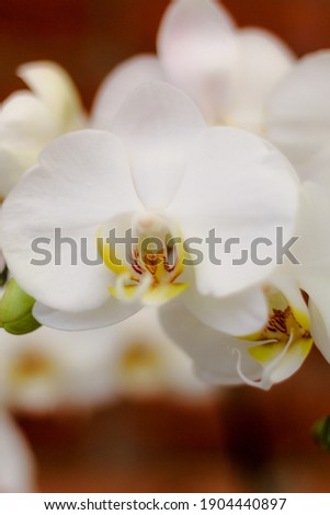 A vertical selective focus closeup of the Moth orchids in the garden