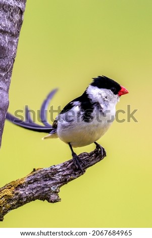 A vertical selective focus of a Dominican widow bird perched on a tree branch on a blurred background