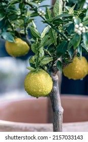 A Vertical Selective Focus Of A Lemon (Citrus Limon) On A Tree