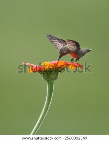 A vertical selective focus of a ruby-throated hummingbird near Tithonia, blurred background