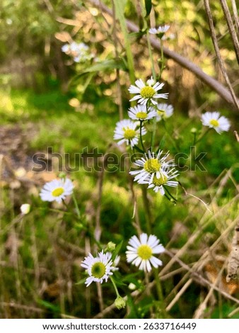 A vertical selective focus shot of common daisies (Bellis perennis)