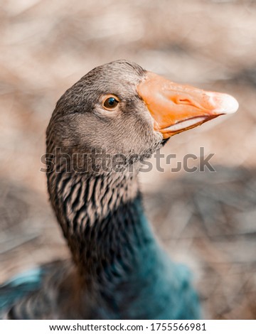 Similar – Image, Stock Photo Standing goose bird animal