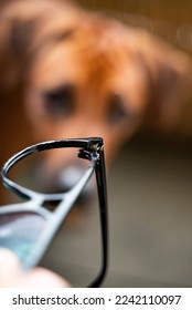 A vertical selective focus shot of a hand holding a broken pair of glasses near a guilty dog