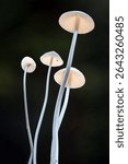 A vertical selective focus shot of thin long white mushrooms