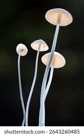 A vertical selective focus shot of thin long white mushrooms