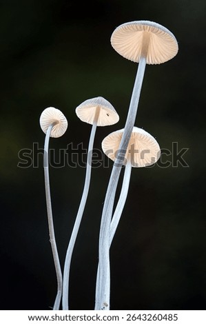 A vertical selective focus shot of thin long white mushrooms