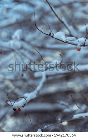 Similar – Image, Stock Photo Last fruits Environment