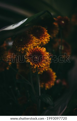 Similar – Image, Stock Photo Sunflower on a dark background