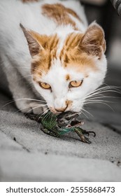A vertical selective focus of a white cat with orange marks and yellow eyes biting a lizard
