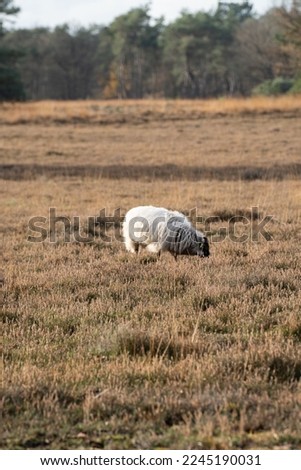 Similar – Image, Stock Photo The last unicorn Nature