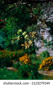 A Vertical Shot Of An Acacia Commonly Known As Black Wattle