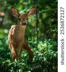 A vertical shot of adorable mule deer fawn wandering in lush green woods