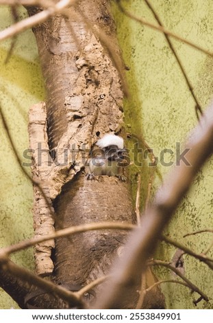 Similar – Foto Bild Hungriger Vogelnachwuchs