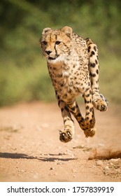 Vertikale Aufnahme der erwachsenen Geparden, die mit höchster Geschwindigkeit mit allen Beinen in der Luft im Krüger Park Südafrika laufen