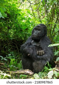 A Vertical Shot Of An Adult Gorilla In Virunga National Park