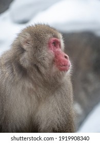 日本猿 Images Stock Photos Vectors Shutterstock
