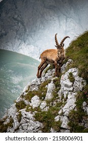 A vertical shot of an alpine ibex on a grassy slope
