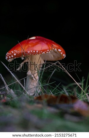 Similar – Foto Bild Roter Pilz auf dem Feld