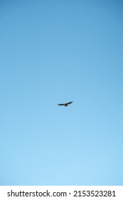 Vertical Shot Of Andean Condor Flying Head-on