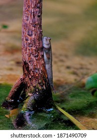 A Vertical Shot Of An Atlantic Mudskipper Fish On A Tree Trunk Surface