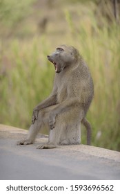 A vertical shot of a baboon sitting on a rock yawning on the side of the road