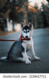 A Vertical Shot Of A Baby Husky Dog On A Red Leash Resting Outdoors In The Park