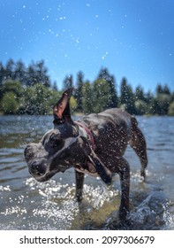 A Vertical Shot Of A Balck And White Dog Playing In A Lake In A Par