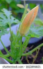 A Vertical Shot Of A Barren Flower Of Zucchini In The Garden