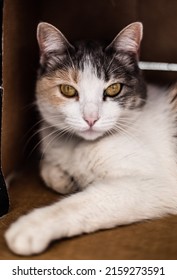 A Vertical Shot Of A Beautiful Cat With Glassy Yellow Eyes